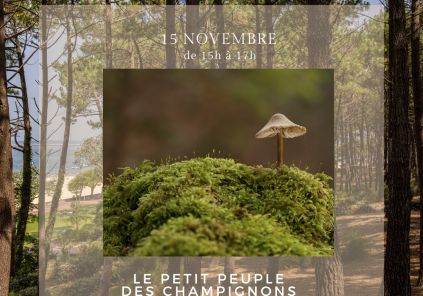 Visite guidée 12 mois/12 : Le petit peuple des champignons Le 15 nov 2025