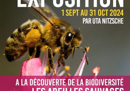 Exposition « Les Abeilles Sauvages » à Terres d’Oiseaux