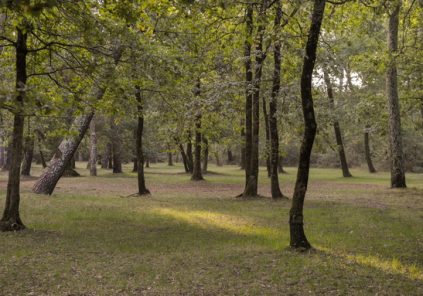 La p’tite fabrik végétale : au coeur du roi des arbres : le chêne