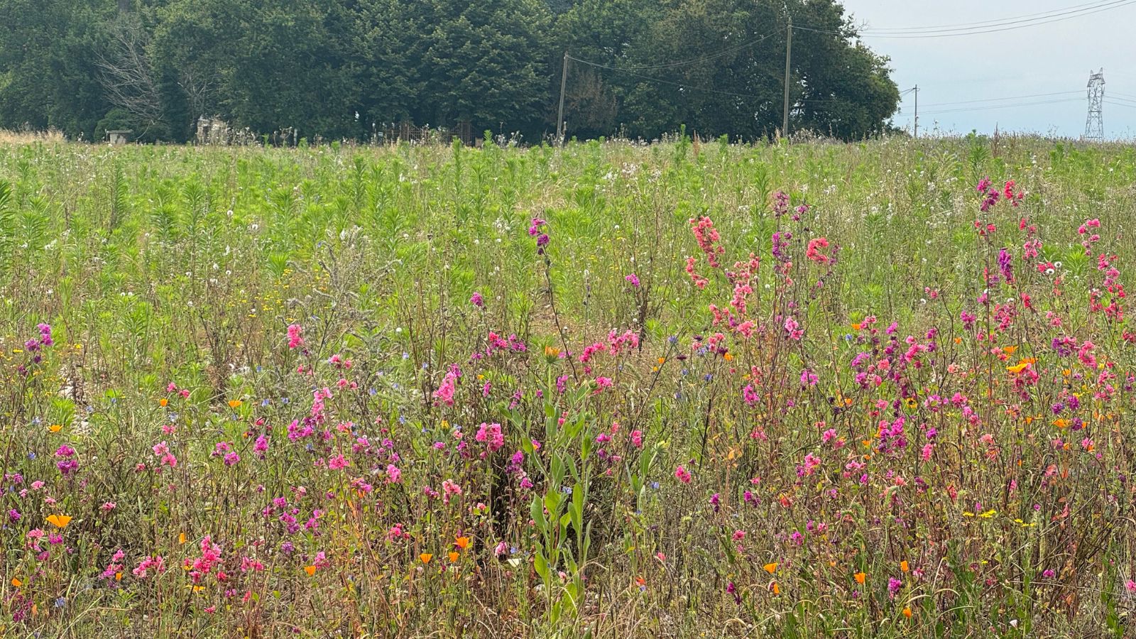 Boucle des vignes