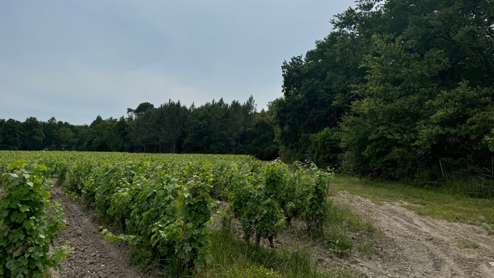 Boucle des vignes