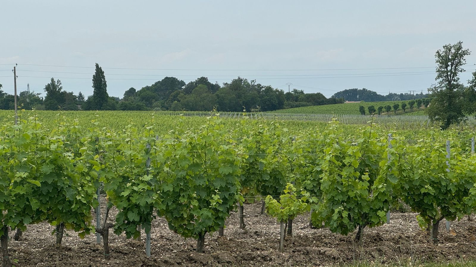 Boucle des vignes