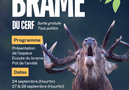 Venez écouter le brame du cerf gratuit sur inscription