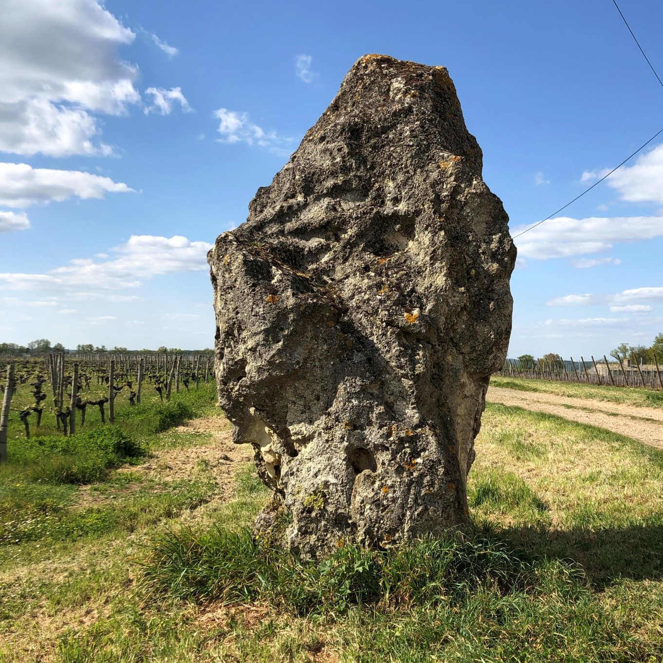 Entre bois et vignes