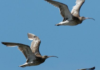 C’est quoi cet oiseau que j’ai vu sur le Bassin ?