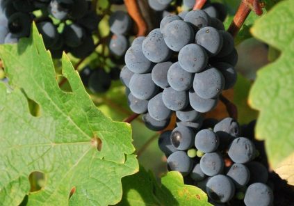 Le Clos des Bonnets tient son marché de noël