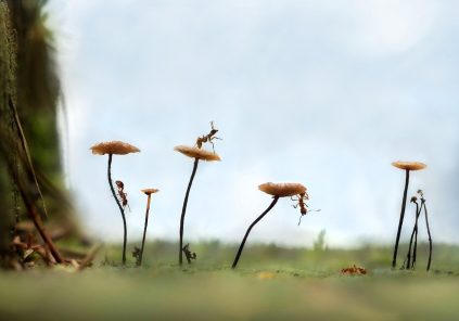 Petite bêtes des parc et jardins Le 16 mai 2025