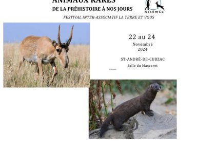 Animaux rares de la préhistoire à nos jours - Festival... Du 22/11/2024 au 30/6/2025