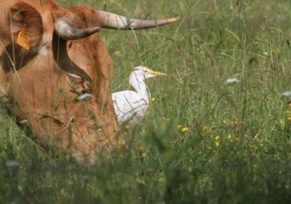 Les Boeufs de Lagrange