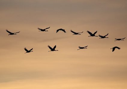 La migration des oiseaux