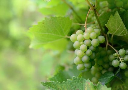 Journées du Patrimoine à Sauternes - Vignes à la carte