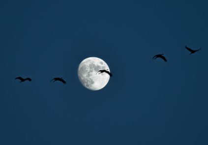 Accueil naturaliste sur les grues Du 16 nov au 28 déc 2024