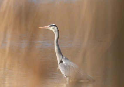 La biodiversité du lac