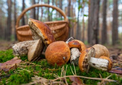 Les champignons, tout un monde à découvrir