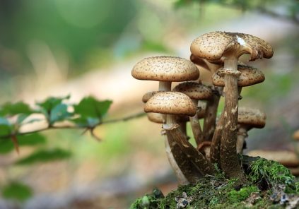 Sortie champignons Du 19 au 26 oct 2024